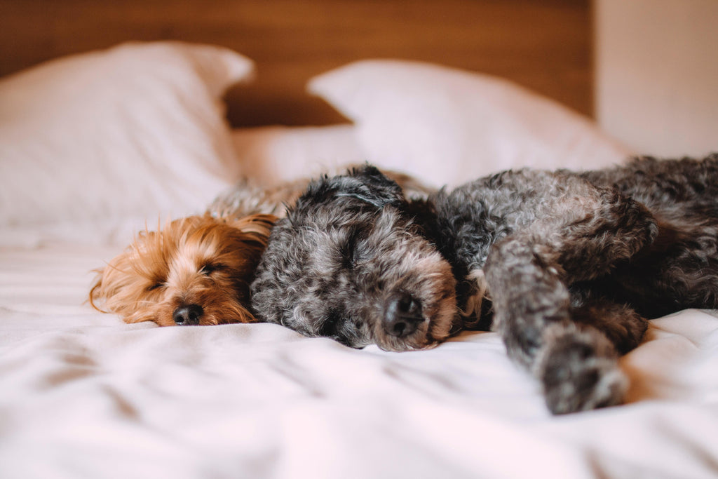 犬の気持ちを理解しよう。犬の気持ちを行動から読み解く方法とは? - MOFF