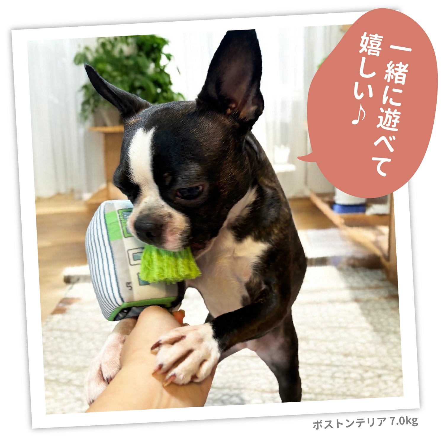 JRペットロープトイ ペット用品 山手線 埼京線 京浜東北線 JR東日本商品化許諾済