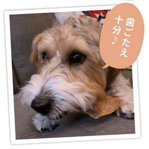 国産 無添加 牛タン皮　大容量480g 犬用おやつ 食いつき抜群
