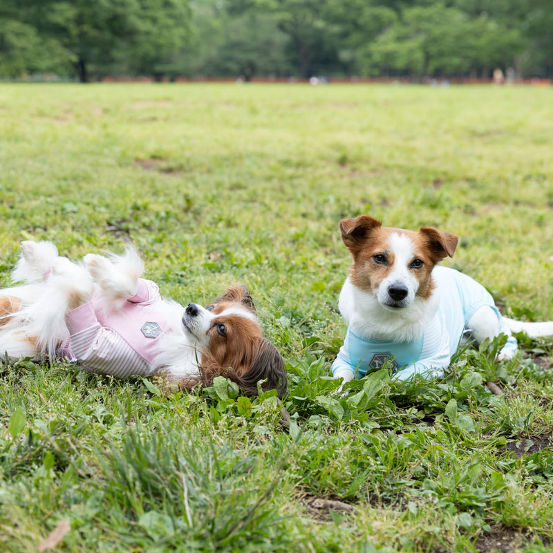 pipi 虫よけ メッシュ ロンパース 犬 いぬ 犬服 ペットウェア ドッグウェア 春服 夏服 春夏服 ミニチュアダックス 日焼け対策 虫除け 蚊よけ 防虫 防ダニ 害虫対策