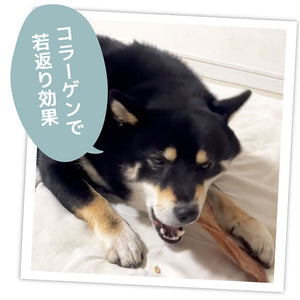 国産 無添加 牛タン皮　大容量480g 犬用おやつ 食いつき抜群