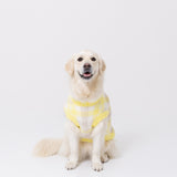 【先行予約 20％OFF】 プーさんチェックシェニールニット中・大型犬 ペット用品