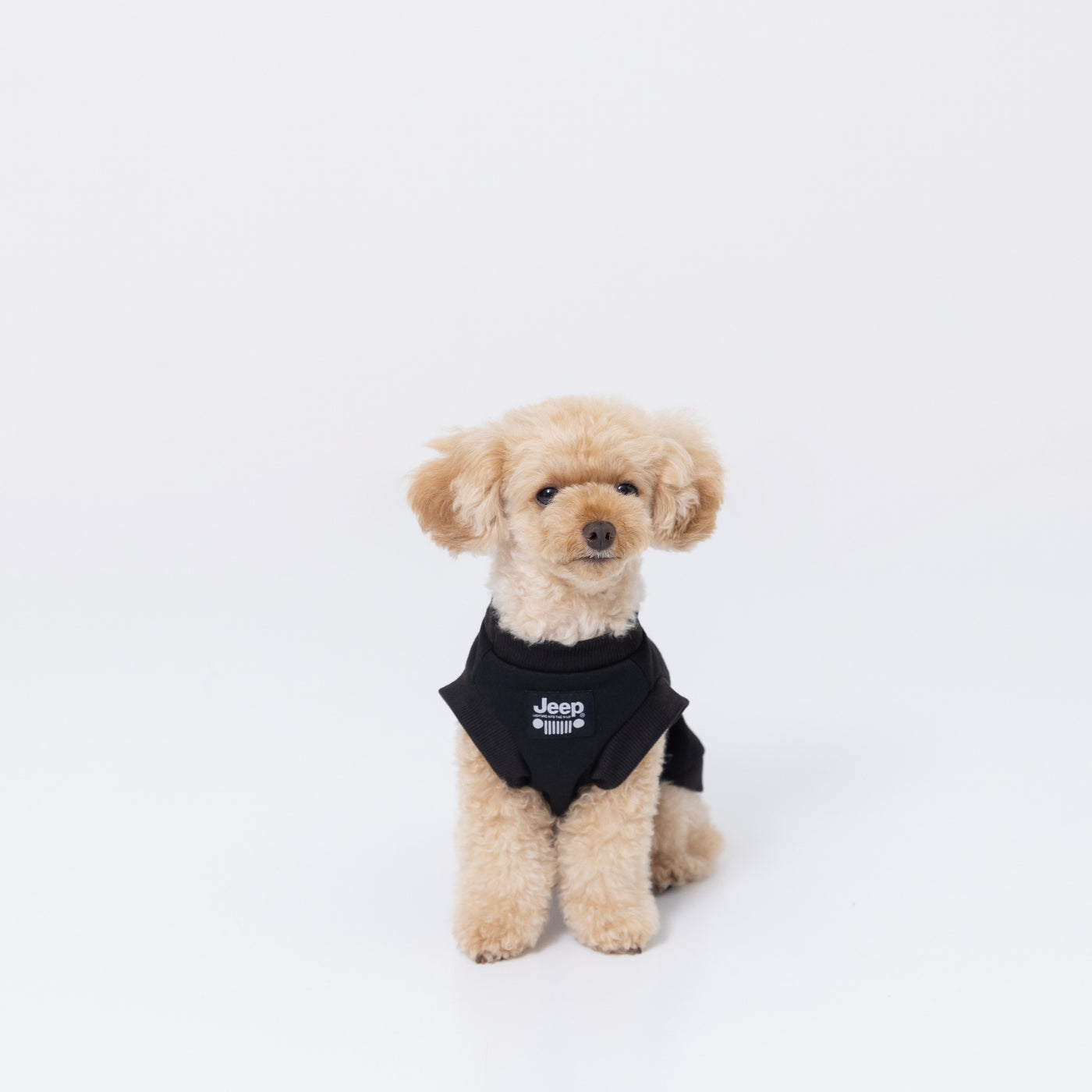 Amazon.co.jp: モンチッチ ドギートレーナー 2体セット 犬