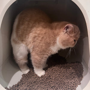 コスパのいい_木のにゃんこ砂 12L×５個(60L) 猫砂 ペット用品