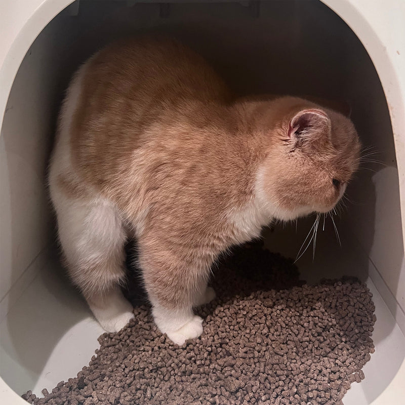 コスパのいい_木のにゃんこ砂 12L×５個(60L) 猫砂 ペット用品