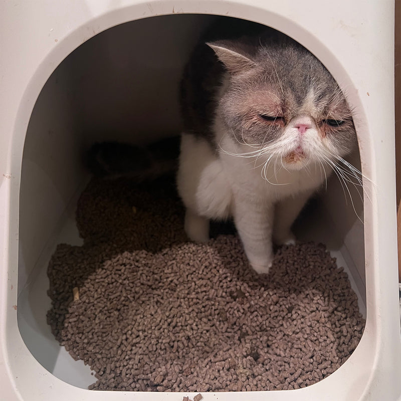 コスパのいい_木のにゃんこ砂 12L×５個(60L) 猫砂 ペット用品