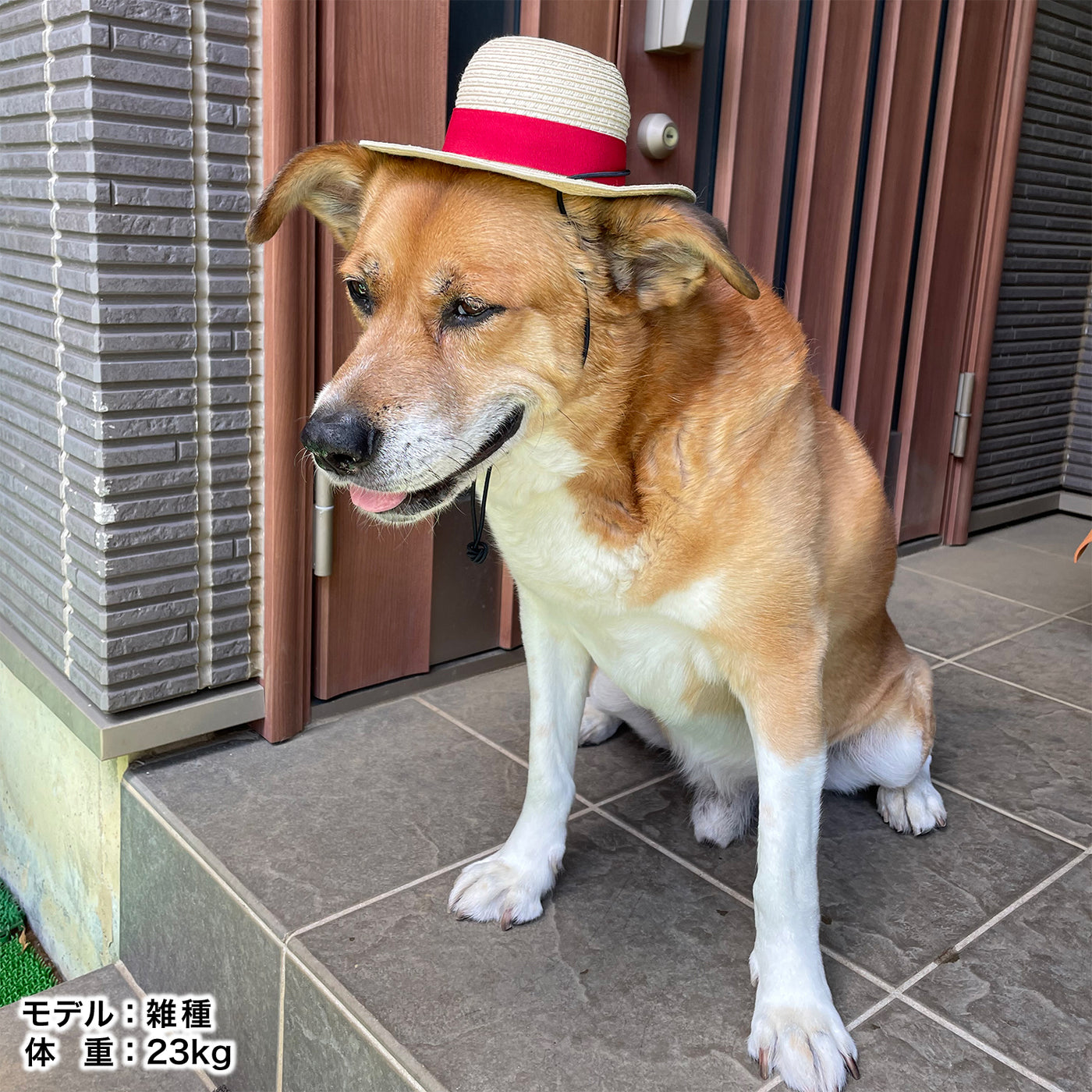 【☆しずく☆プロフも読んで】犬の帽子　リボンの麦わら帽子風　フレッシュ ☆しずく☆プロフも読んで様専用】犬の帽子 リボンの麦わら帽子