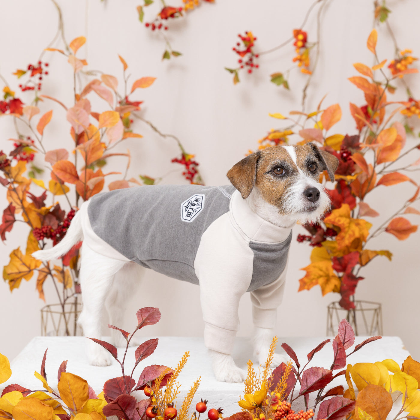 pipiポカポカTシャツ ペット用品 犬服 ペットウェア ペット用品｜MOFF