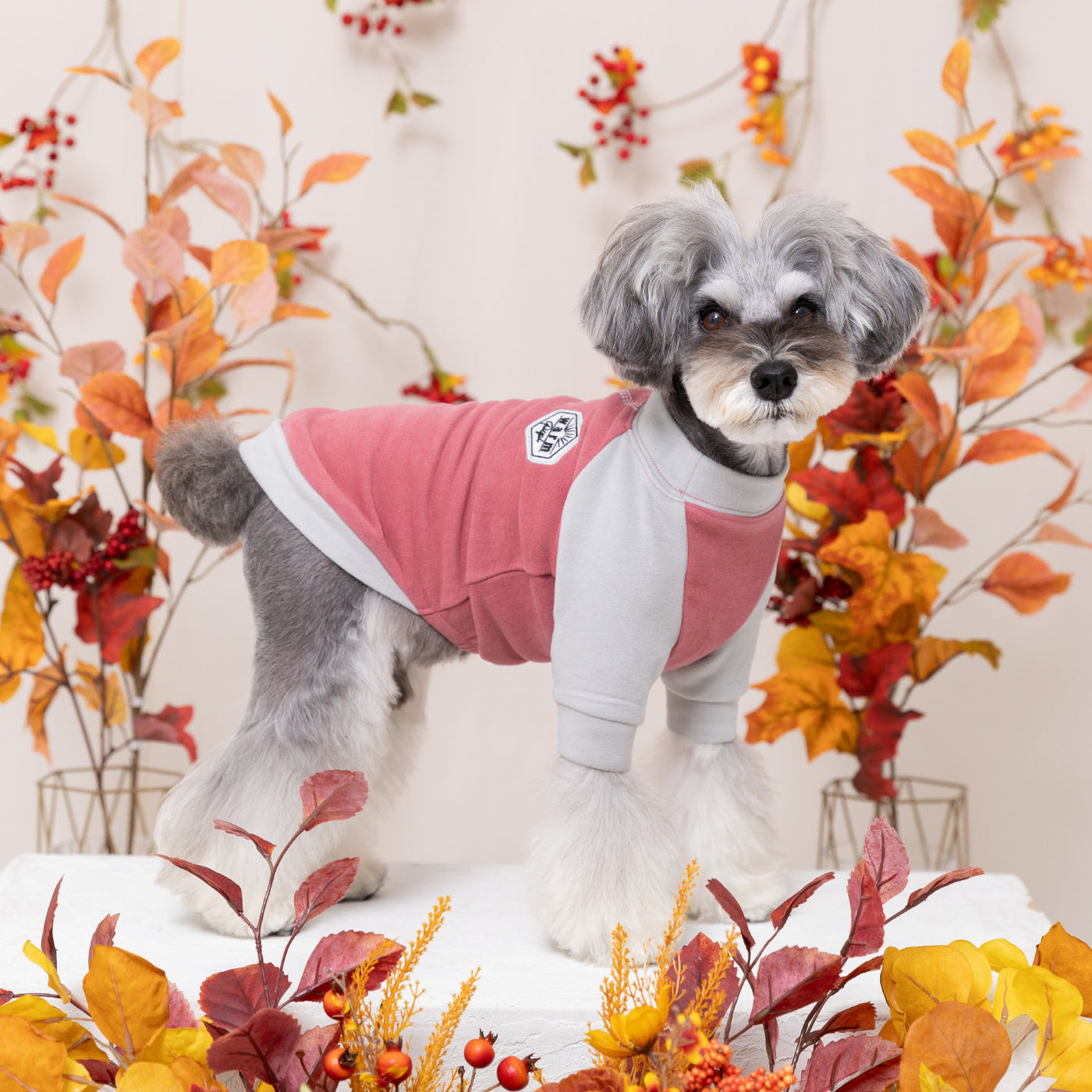 pipiポカポカTシャツ ペット用品 犬服 ペットウェア ペット用品｜MOFF