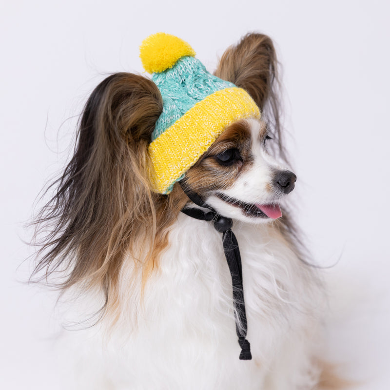 【先行予約 20％OFF】 pipiニット帽 ペット用品