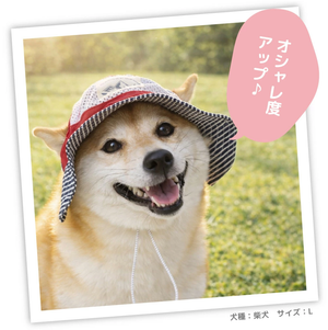 pipi ヒッコリーハット ペット用品 26SS