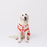 【先行予約 20％OFF】 スヌーピーチェックシェニールニット中・大型犬 ペット用品