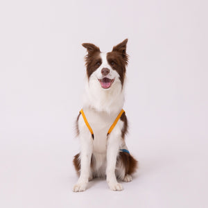 セサミサーフタンク SURF DAYS 中大型犬 ペット用品 26SS