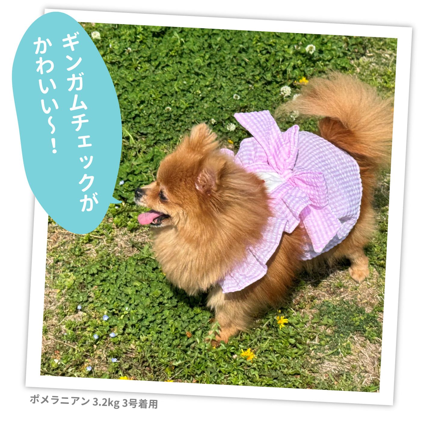 noripp72さま専用☺︎わんこふく　犬服 noripp72さま専用☺︎わんこふく 犬服