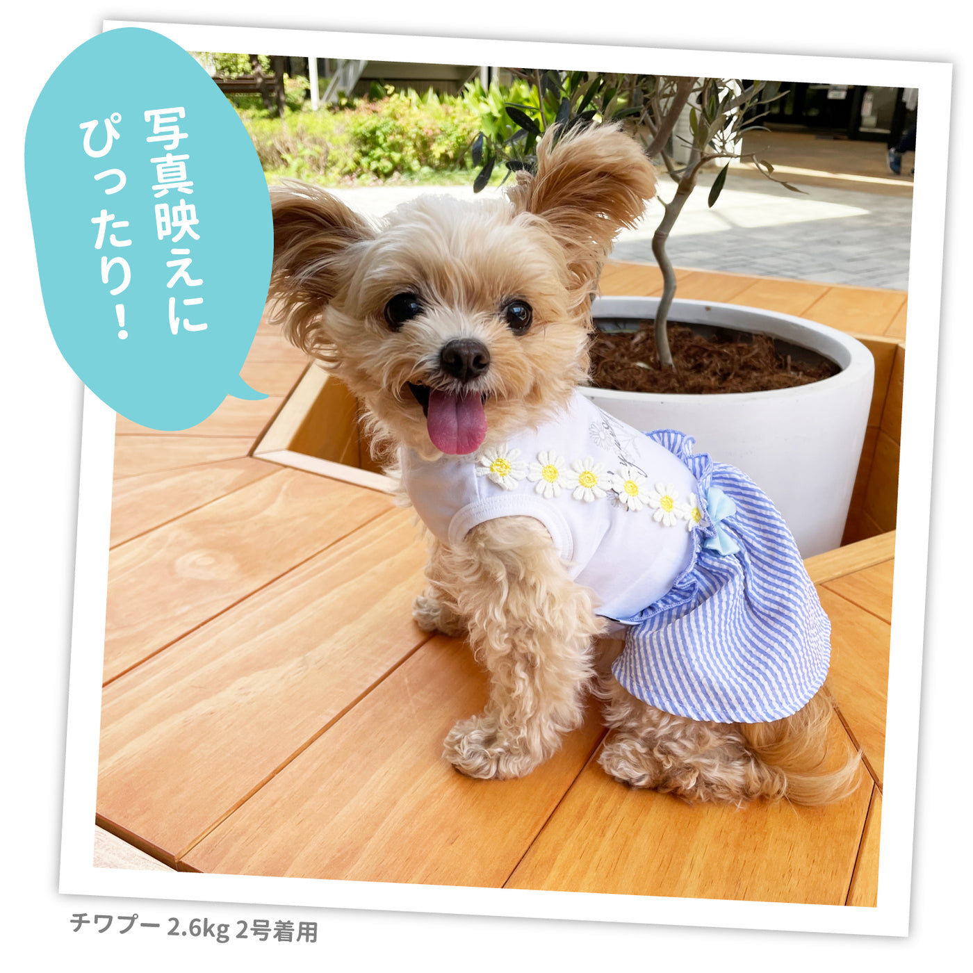 PiPiシアサッカーワンピ 犬服 ペットウェア ペット用品｜MOFF(モフ) 犬服 ドッグ ペットウェア ショップ – PET LIFESTYLE  MOFF