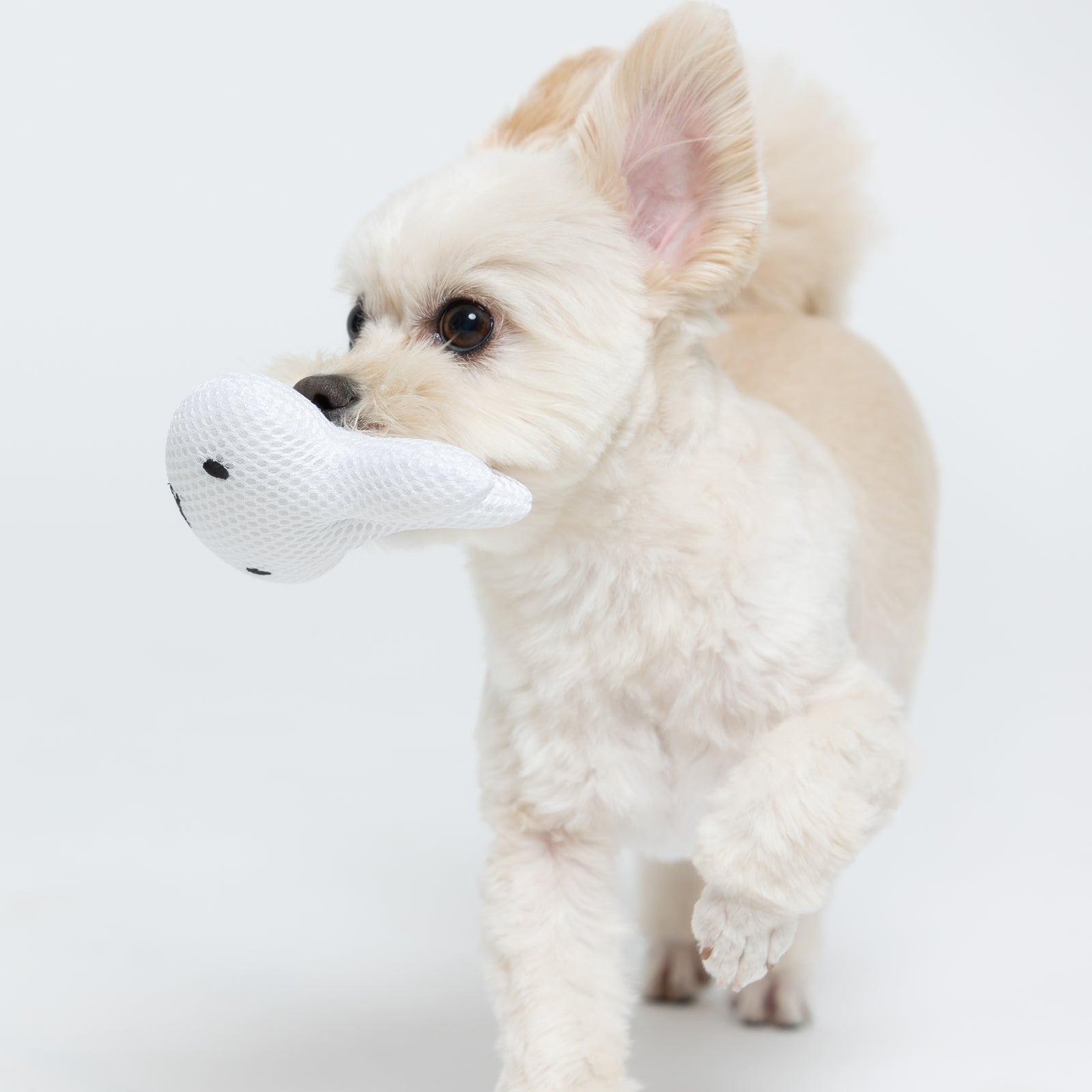 ミッフィーメッシュトイ 18個セット BOX入り 犬服 ペットウェア