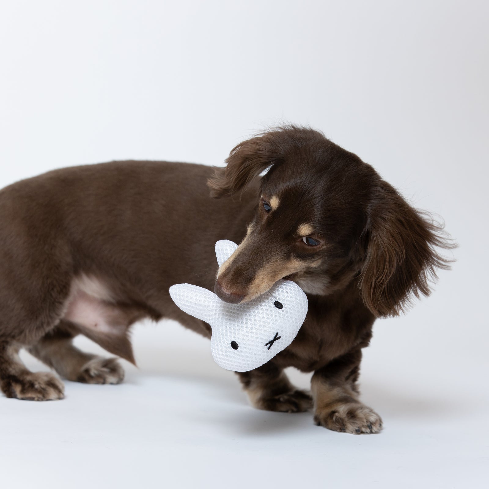 みぃふページ 楽天市場】[公式] [公式] dick bruna miffy ミッフィー ちらし